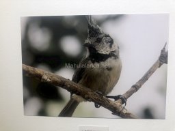 Exposición de aves de la comarca
